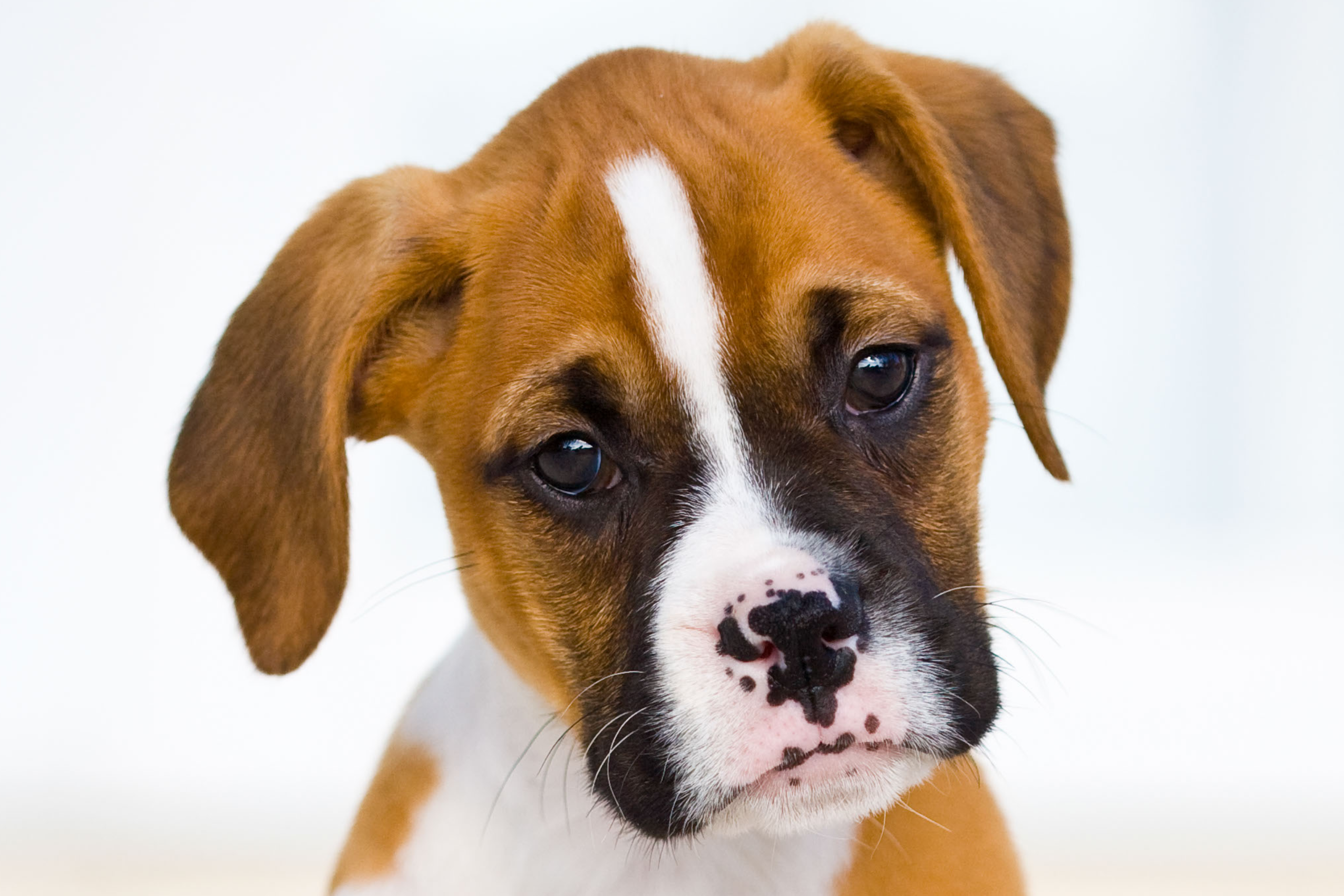 New RVC study identifies cancers as health priority in Boxer dogs.