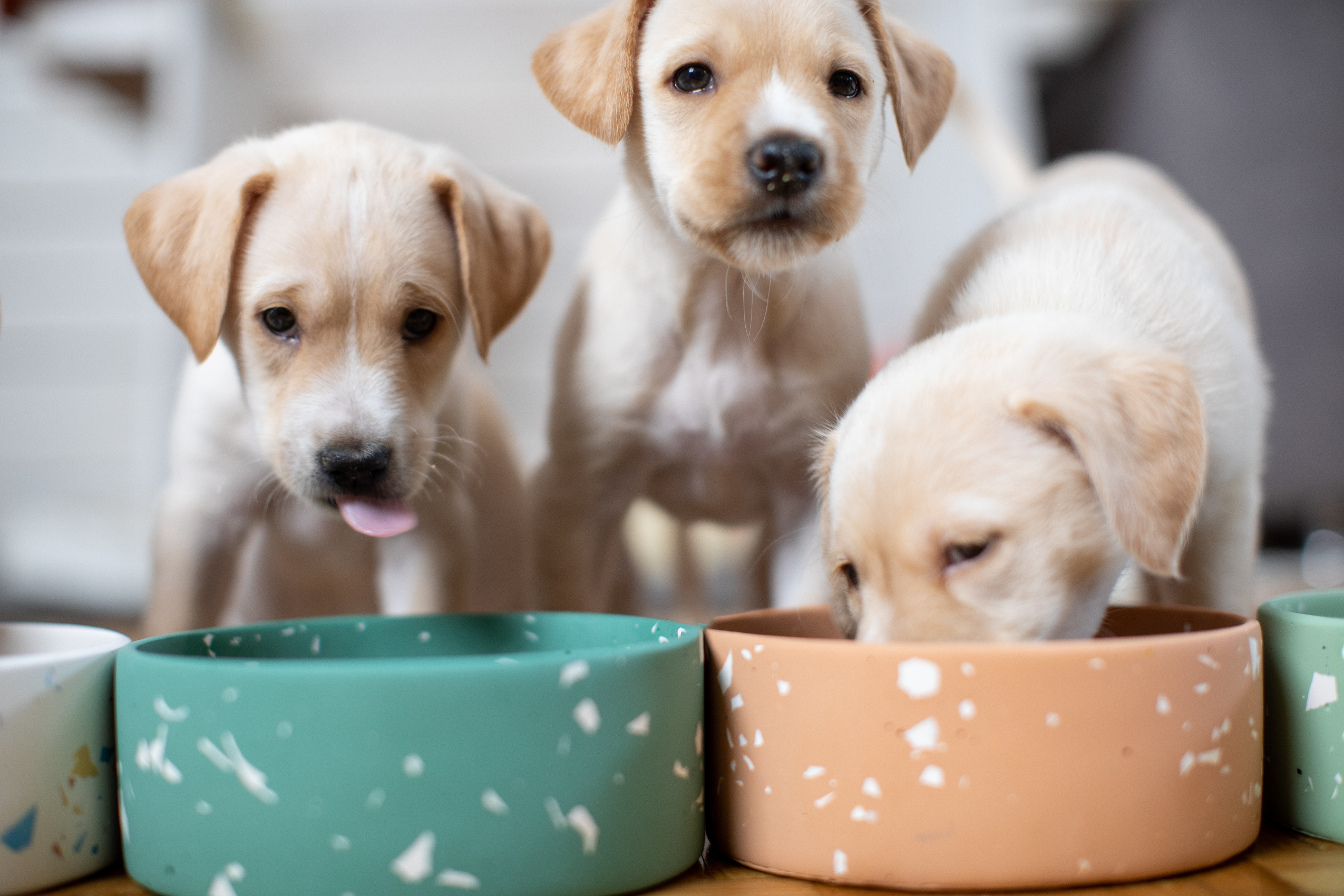 Flawed study into vegan diets for dogs puts pets at risk.