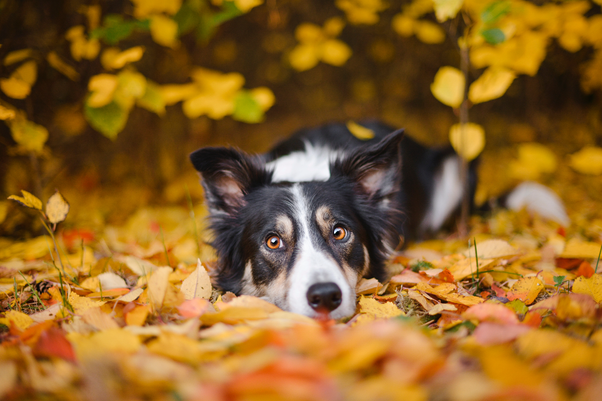 Autumn tips for pet owners