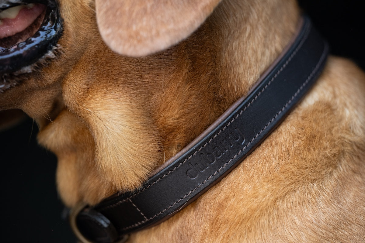 Dubarry of Ireland Expands into Dog Products