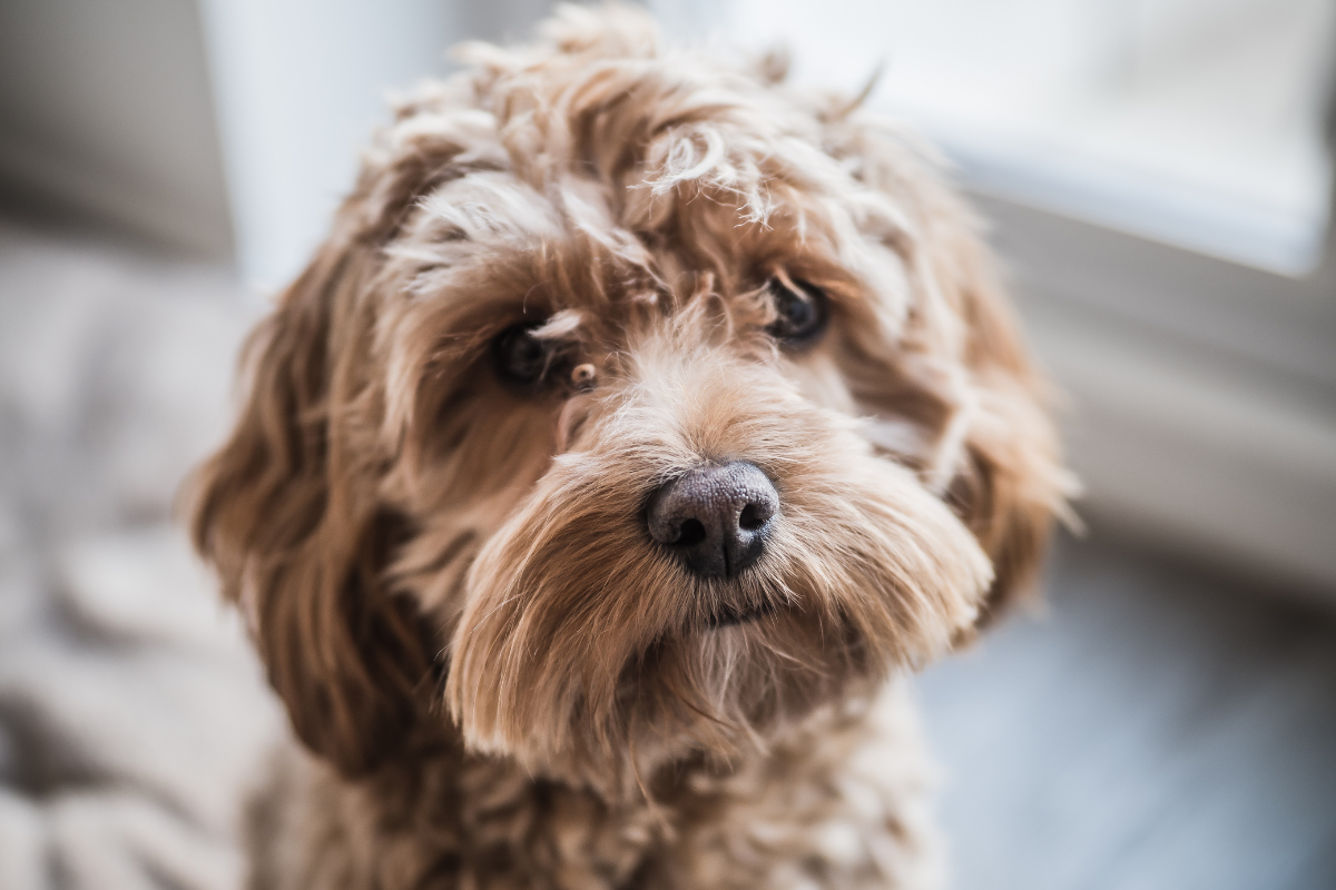 Designer dog breeds at high risk of tick infestation