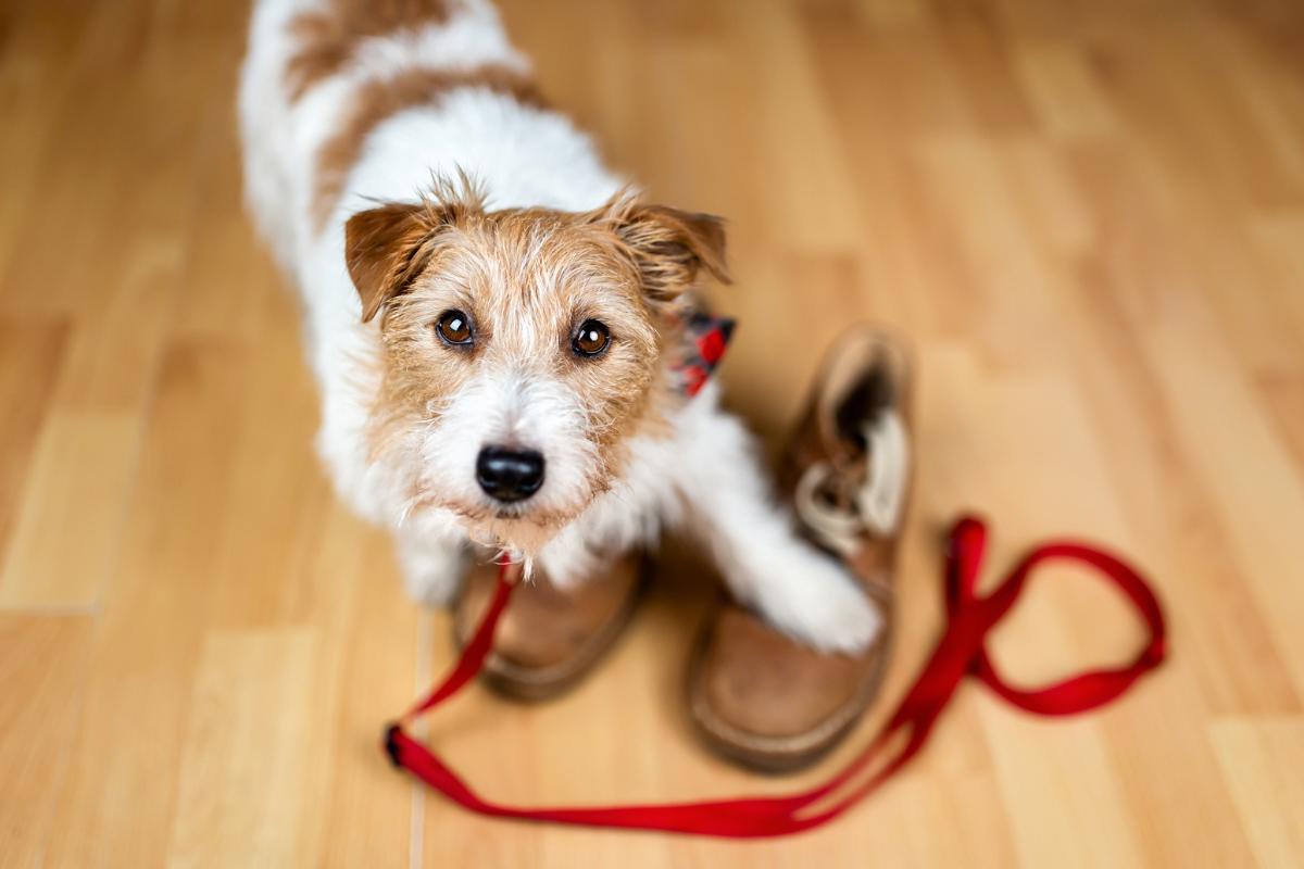 What your Dog Experiences Before the Walk Starts