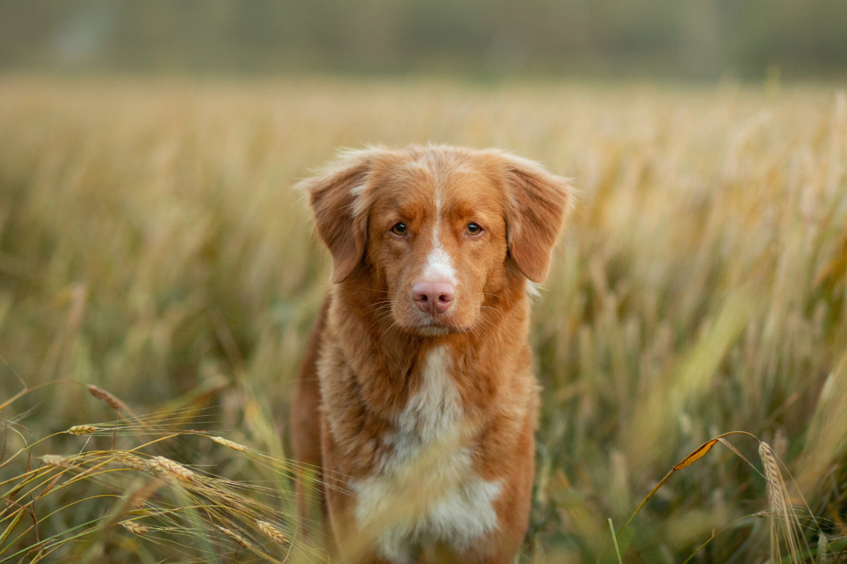 The Hidden Pressure of Being a “Good Dog