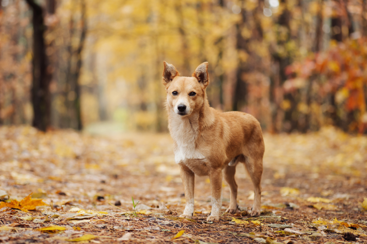What Your Dog Learns When Nothing Happens