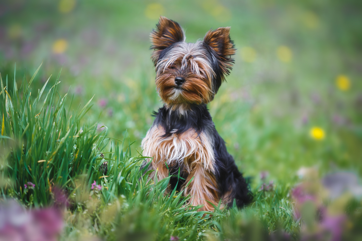 The Yorkshire Terrier: Small Dog, Big Character