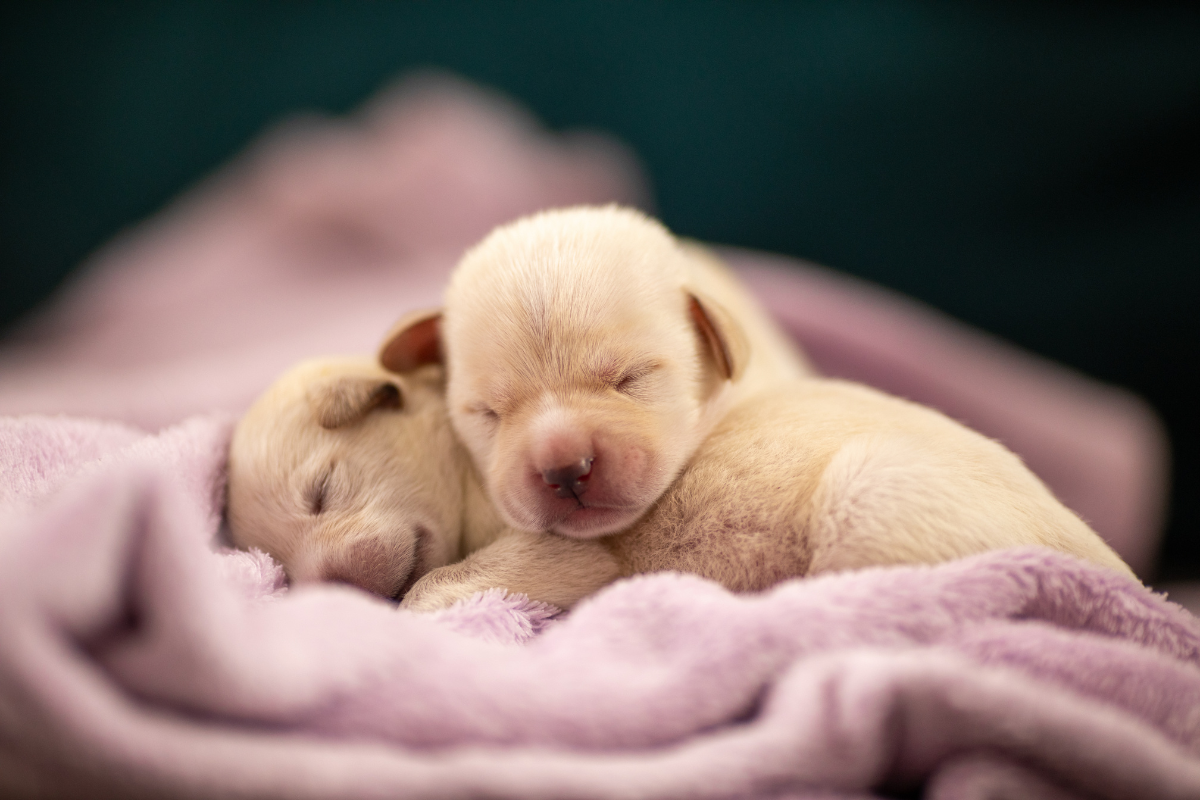 Pet-Fishing: The findings of RVC Research