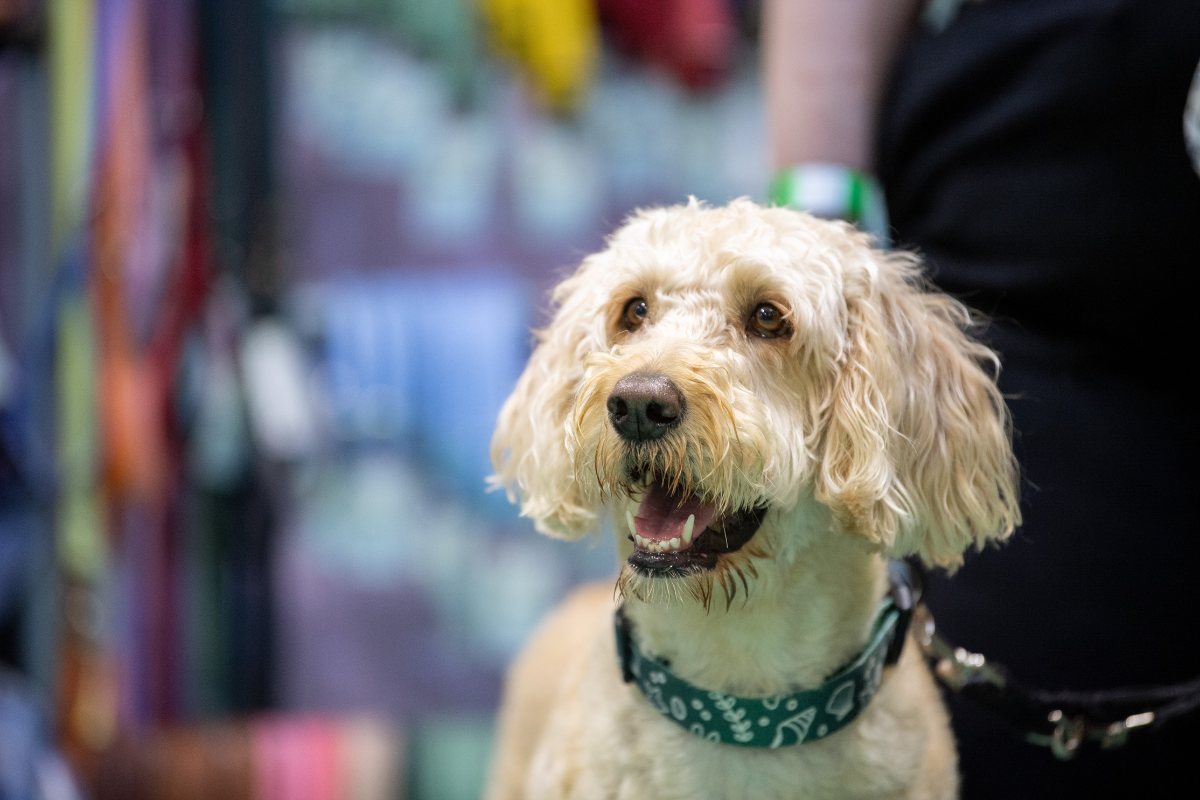 Should I take my dog to an event?