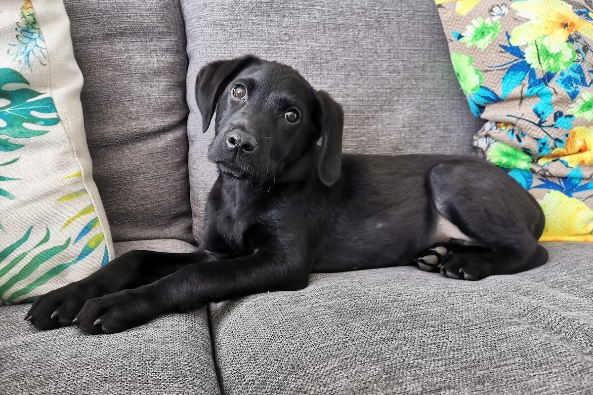 How to Ease Puppy Separation Stress