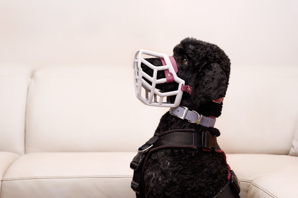 The Muzzle Movement: Redefining Safety, Welfare, and Choice.