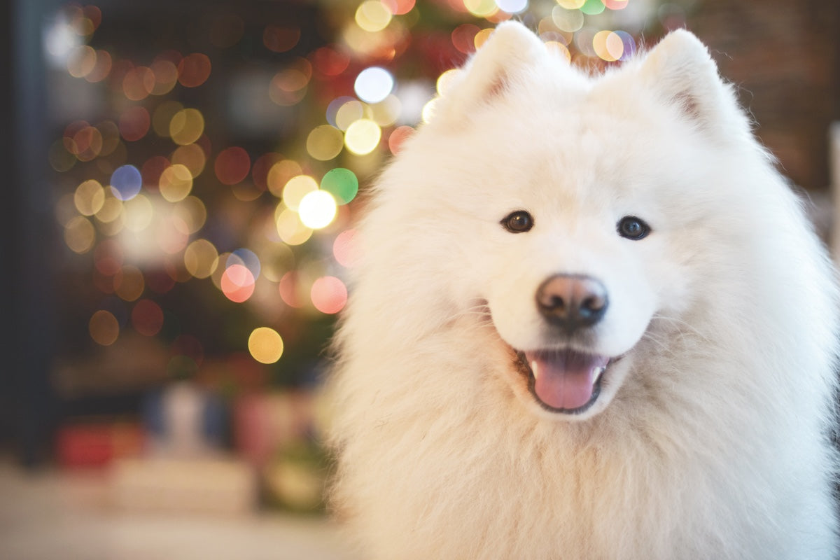 How to keep your dog at the heart of festive celebrations.