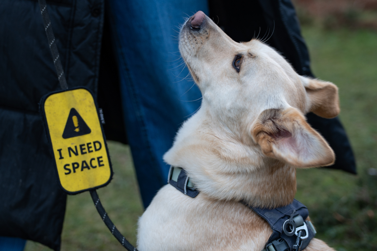 Rescue, Reactivity, and the Walk That Changed Everything