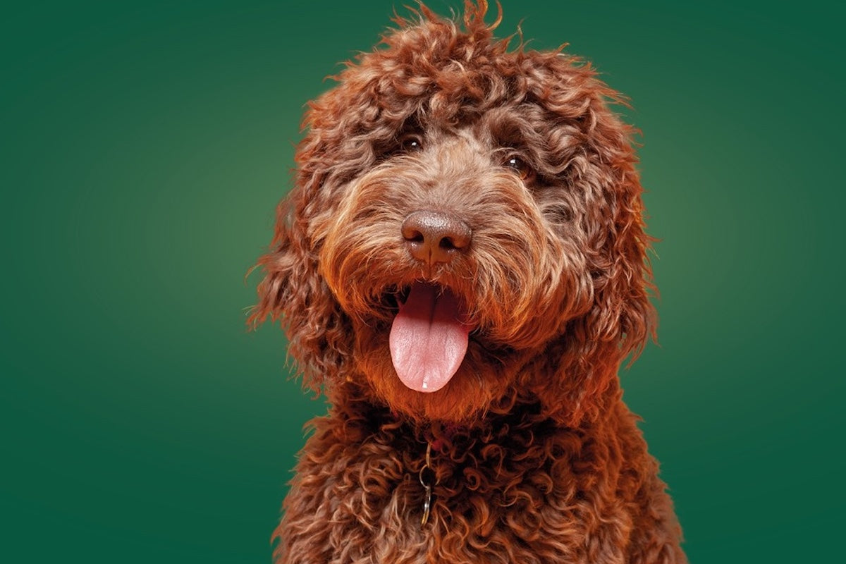 Feeding Naturally with Freeze Dried