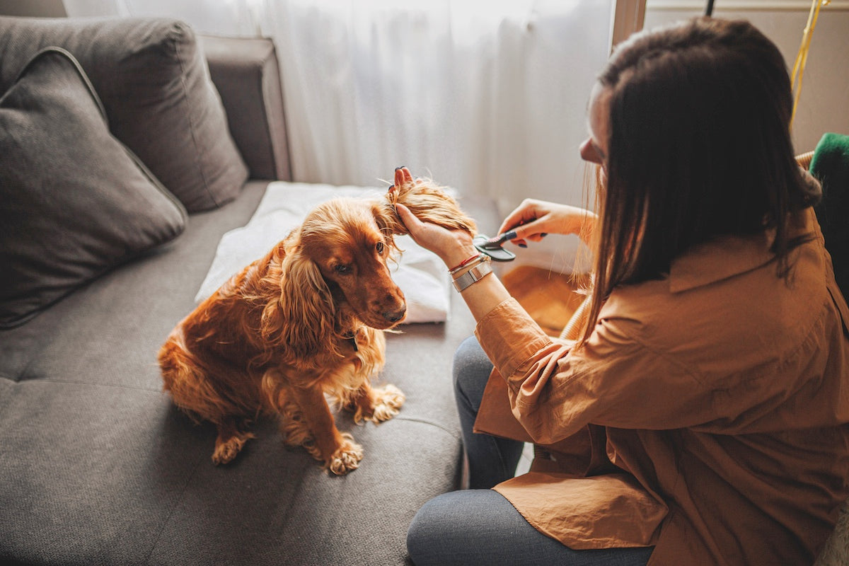 Winter Fur Grooming Guide