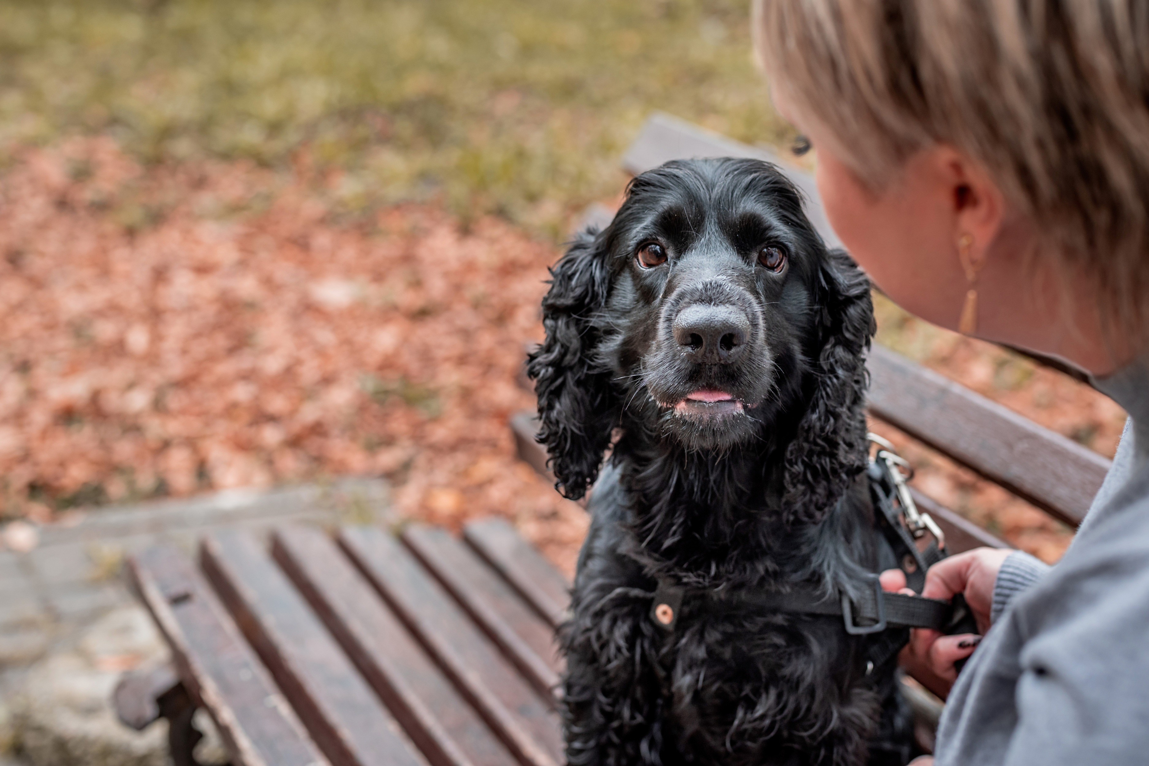 What Dogs Hear When We Say Nothing at All