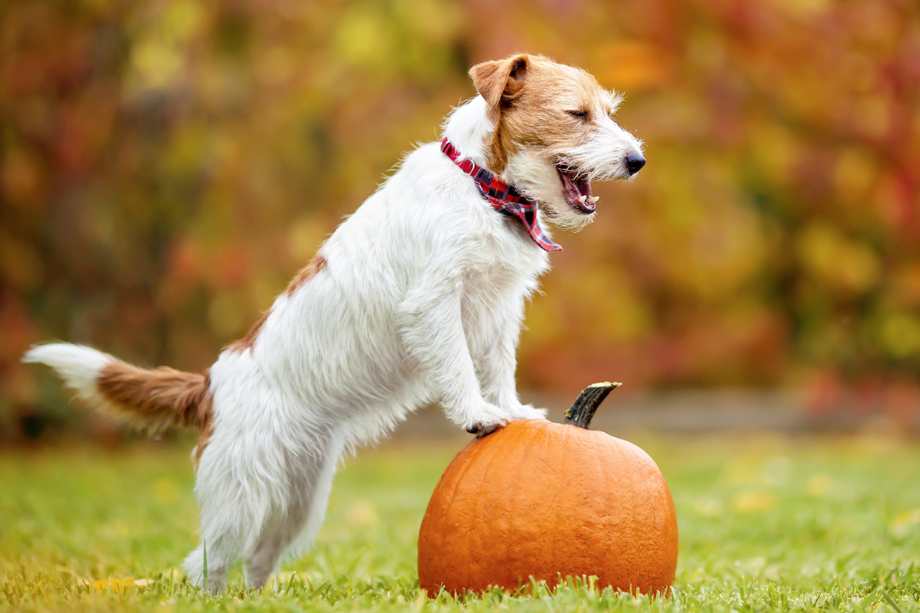 Masks, Movement, and Mystery