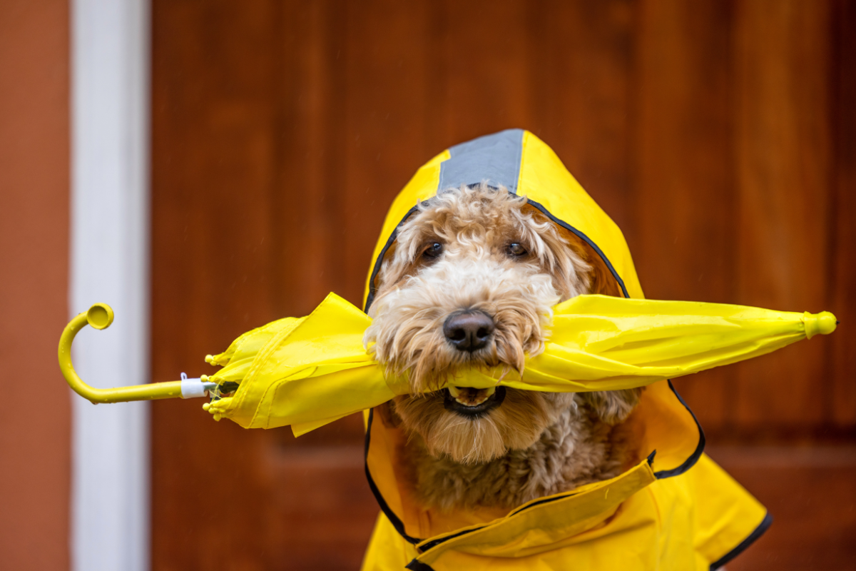 It is okay to not walk your dog through a storm!