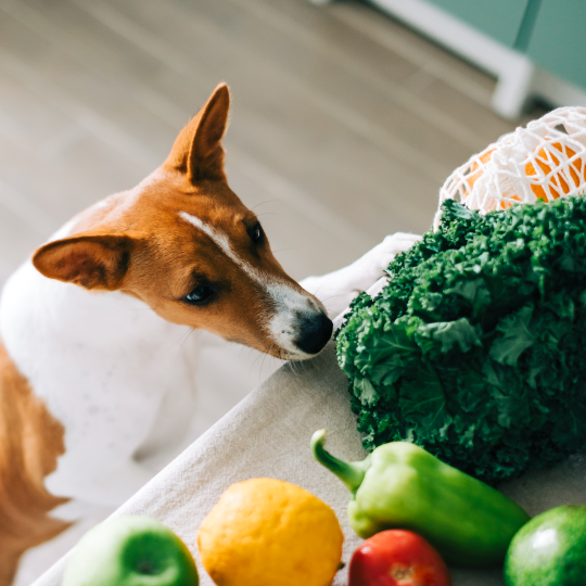 Top 10 fruit and vegetables for dogs