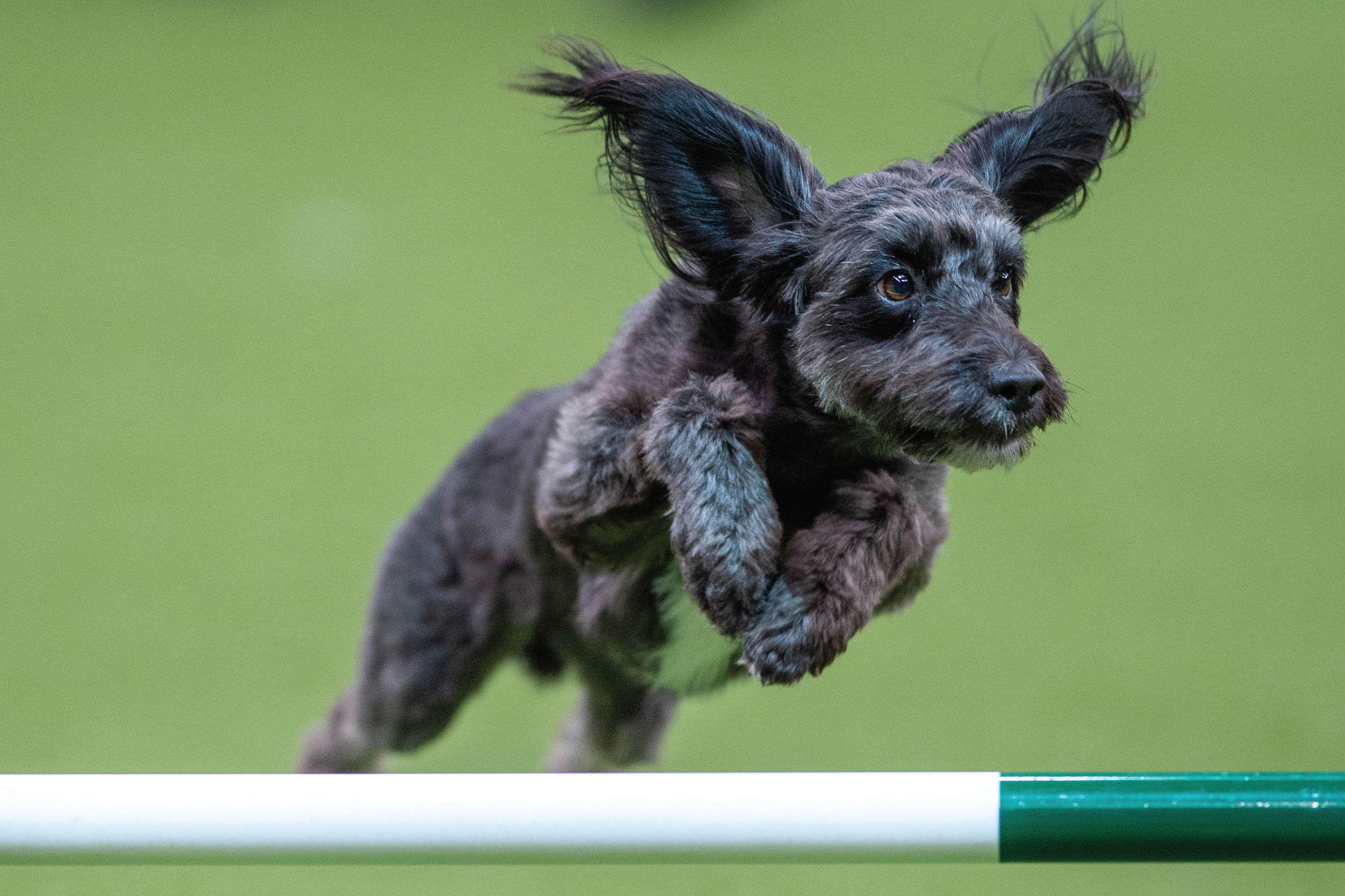 A newcomer’s guide to Crufts