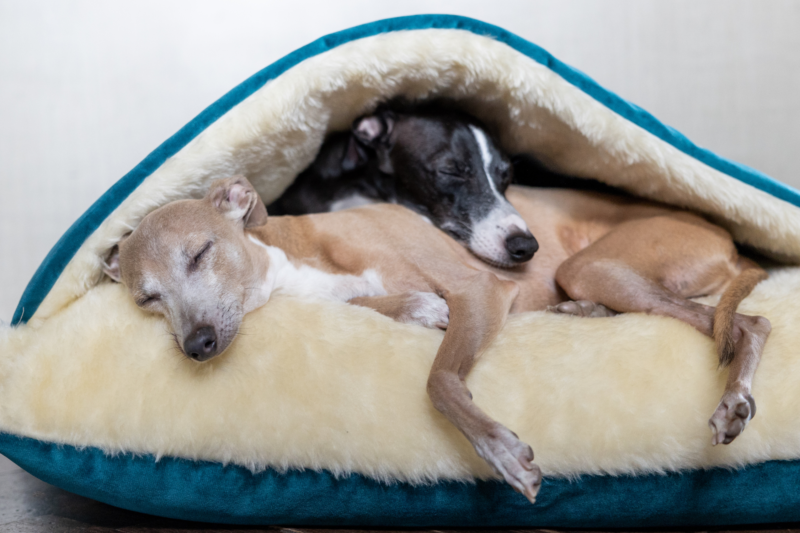 Five signs your dog's bed needs replacing