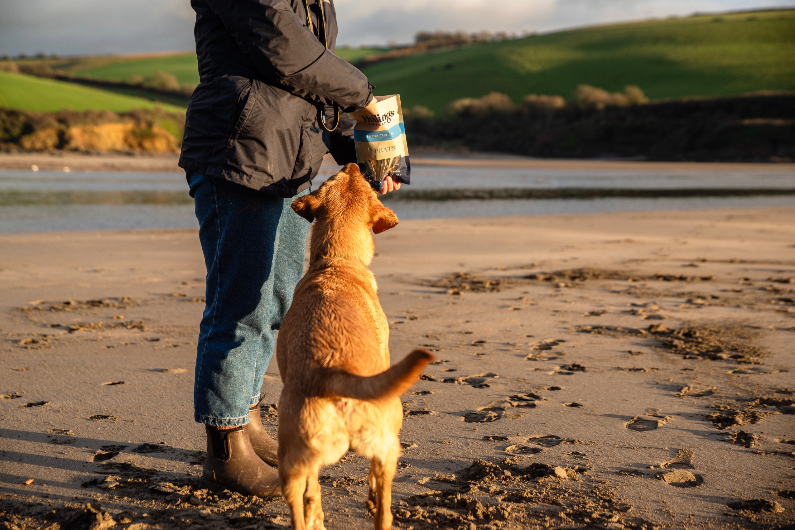 A stress-free Christmas for you and your dog