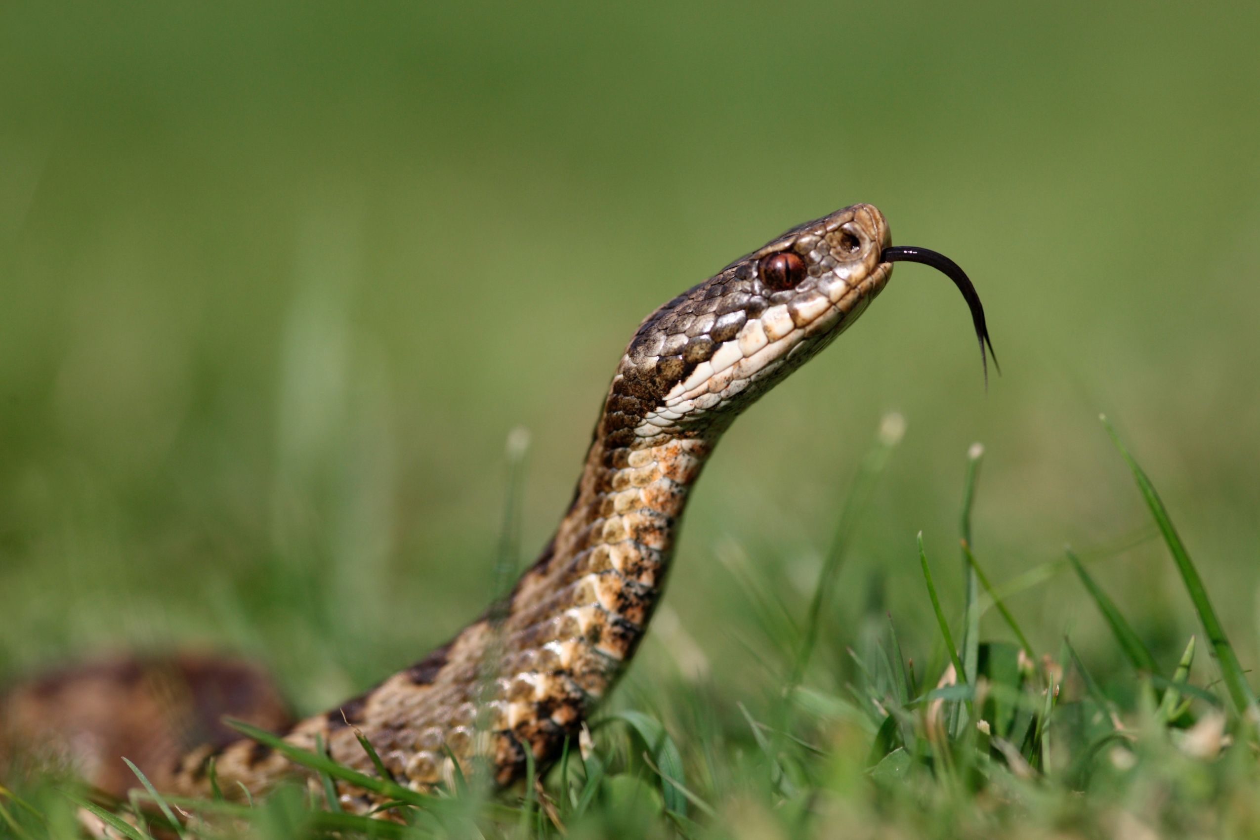 First Aid Guide: Adder Bites