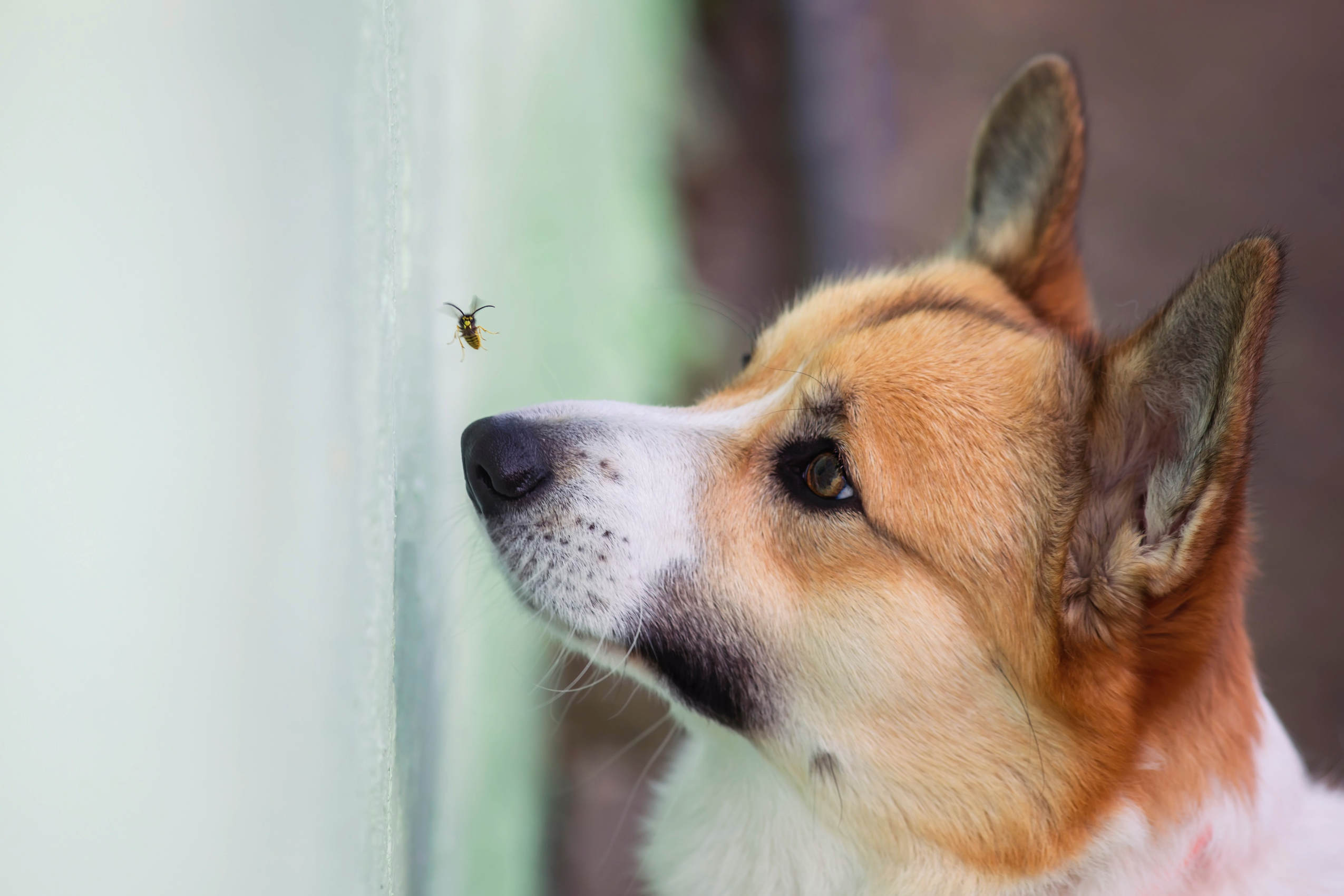 First Aid Guide: Wasp Stings