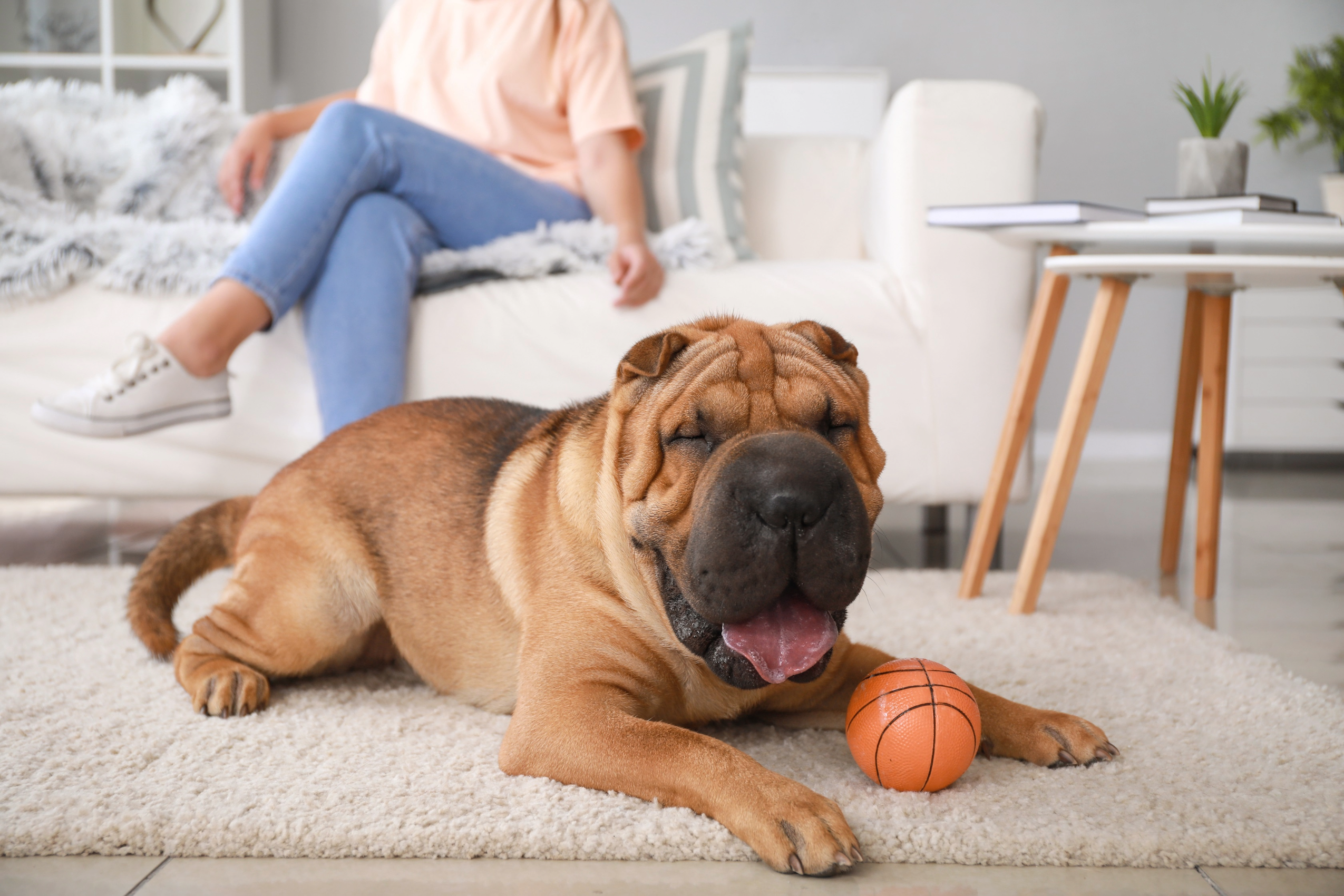 New research confirms extreme welfare issues in Shar Pei