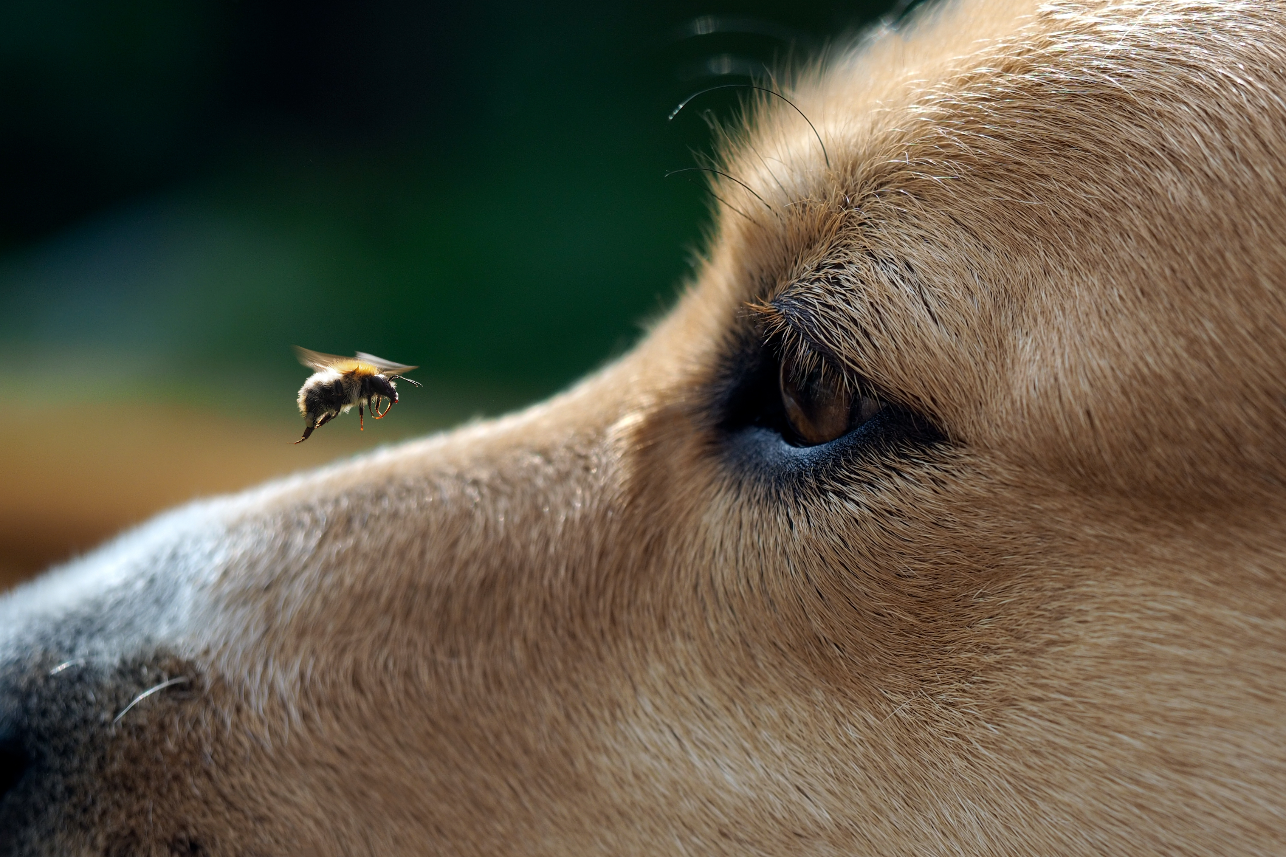 First Aid Guide: Bee Stings