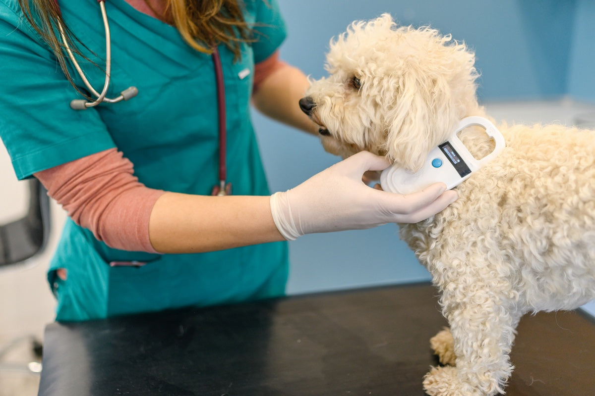 National Pets Reunited Day