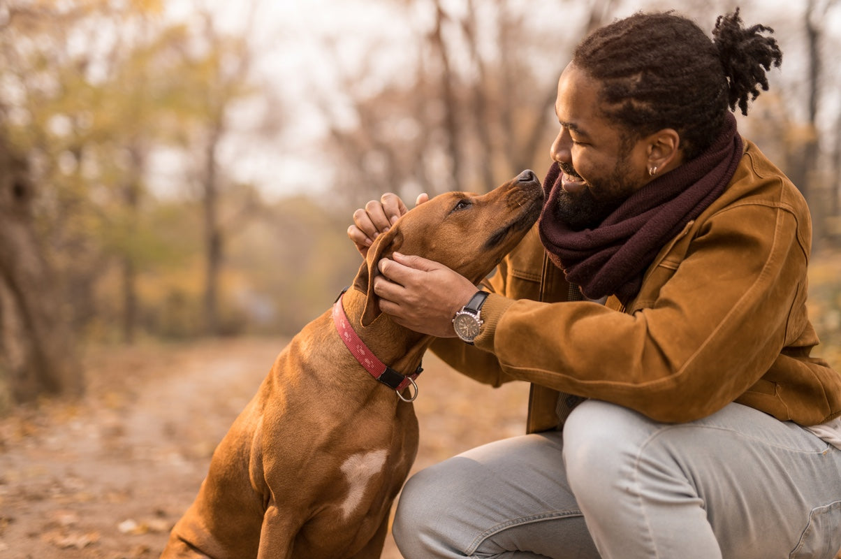 Autumn Safety for Dogs: Avoiding Conker Risks.