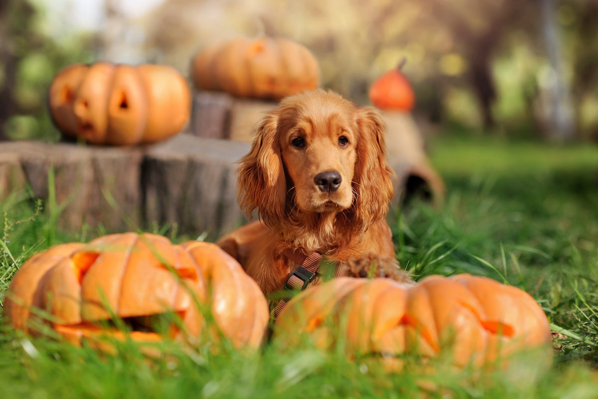 Ten Tips for a Safe Halloween with Your Dog