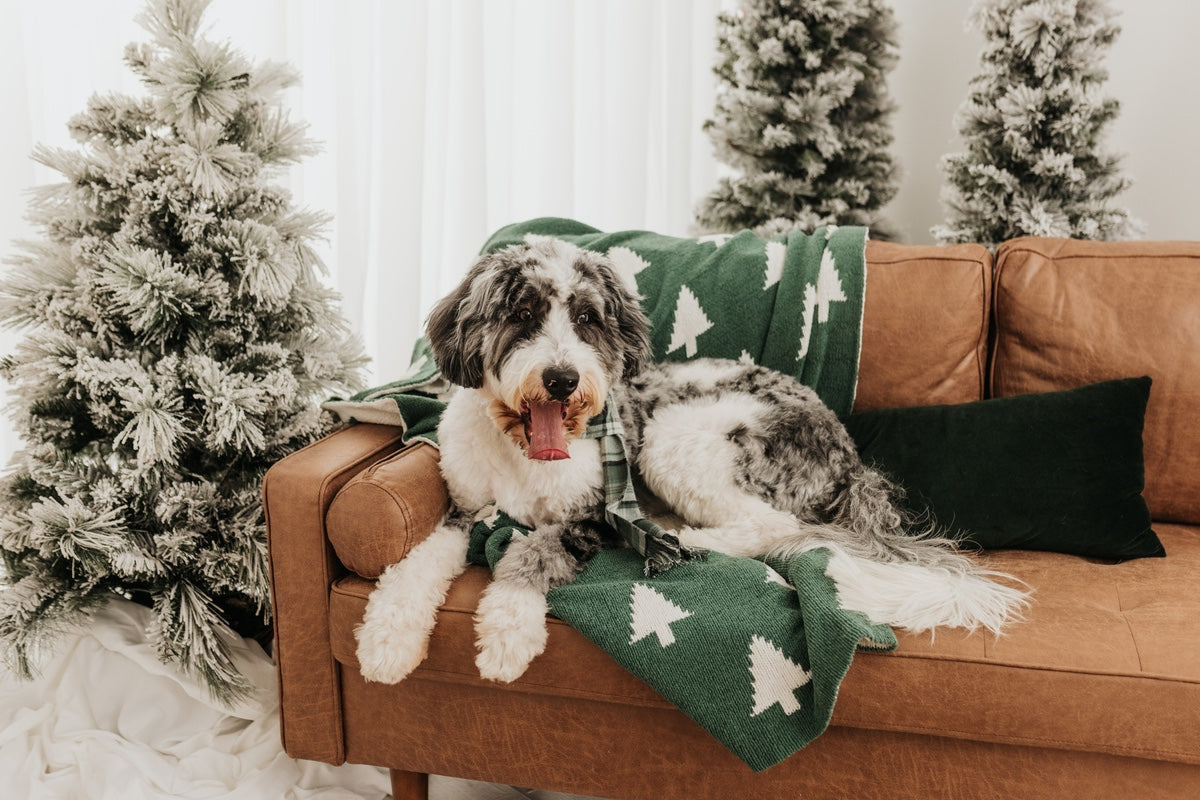 Turning Santa Paws Green This Year