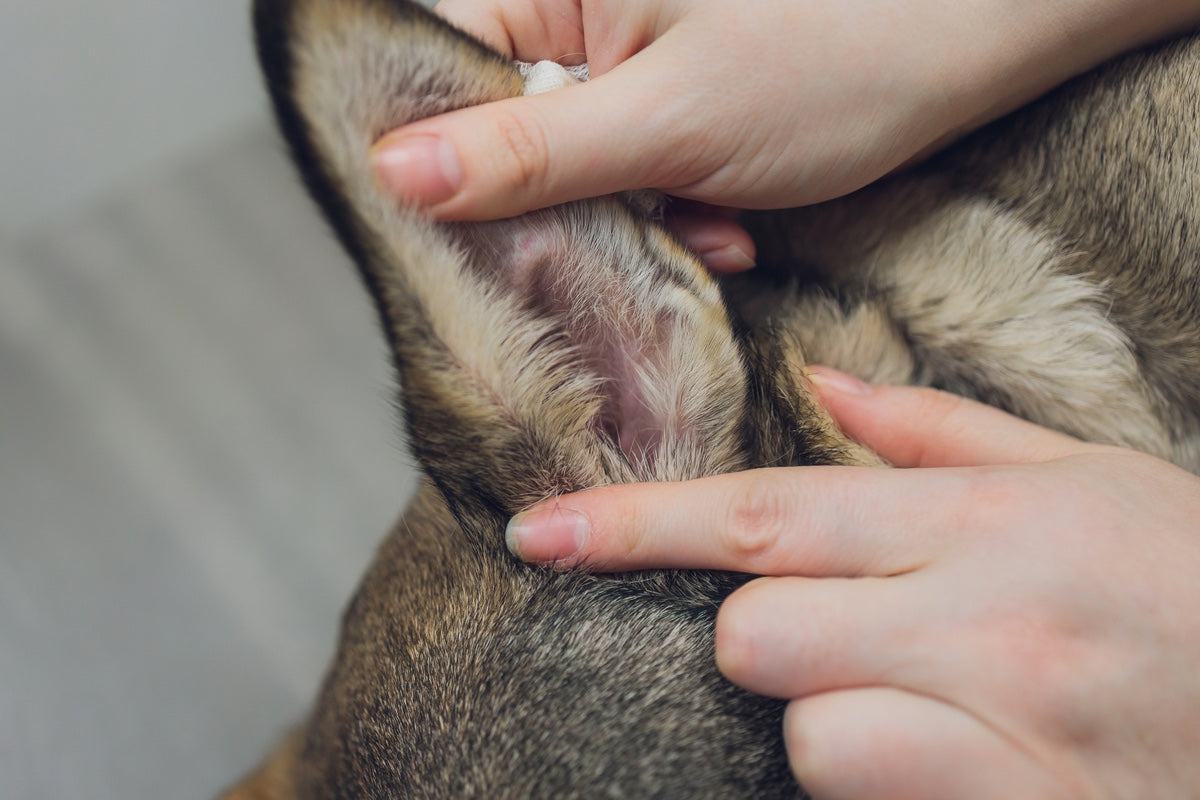 Boss Pets Brings Trusted Ear Care to the UK.