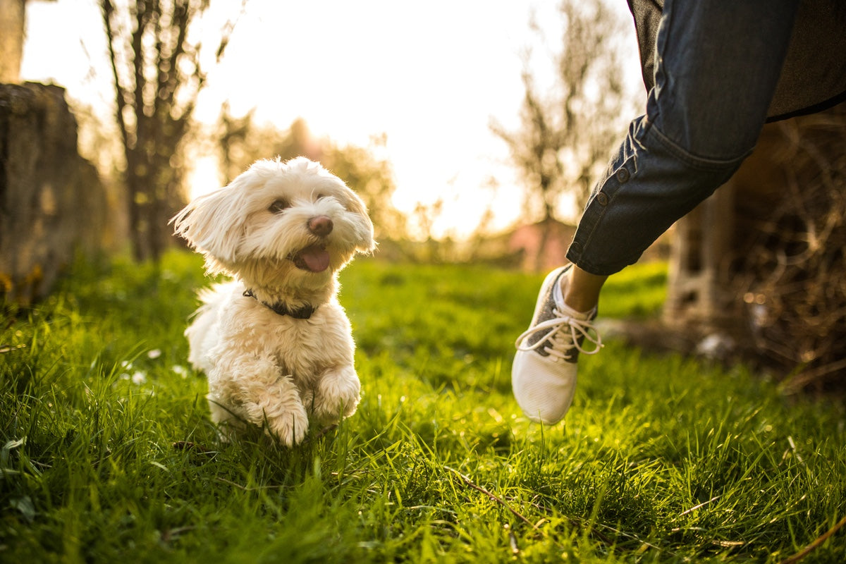 Launch of Canine Muscular Health Awareness Month – October 2025