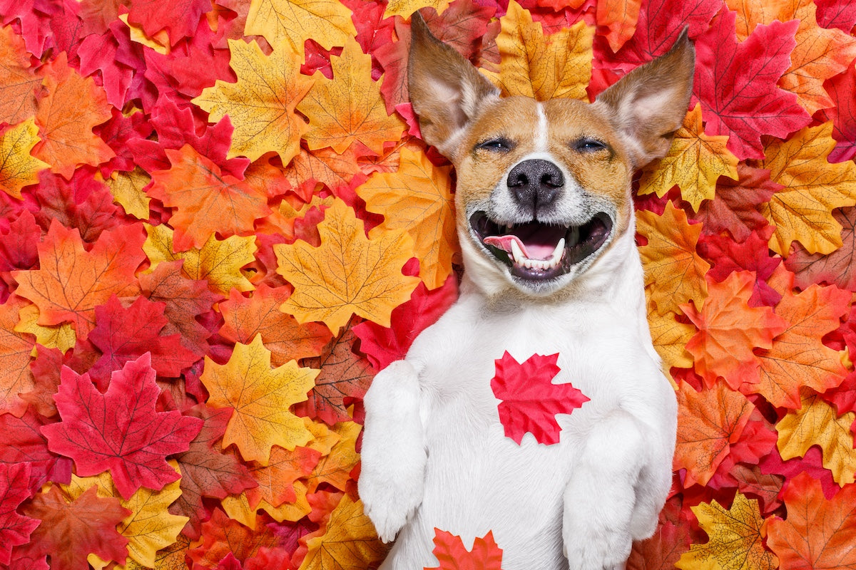 Forever Autumn – A Dog's Survival Guide to Autumn