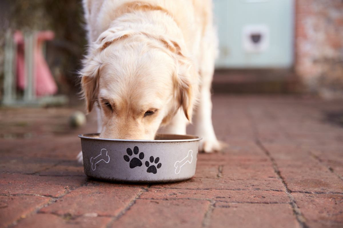 Inside Story: Caring for Your Dog’s Gut