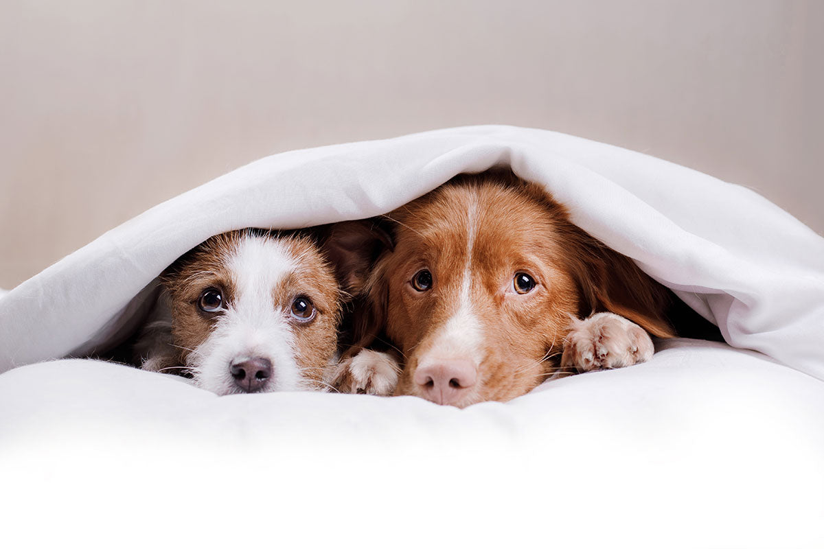 Millions of Pets Struggle with Fireworks Fear Each Year.